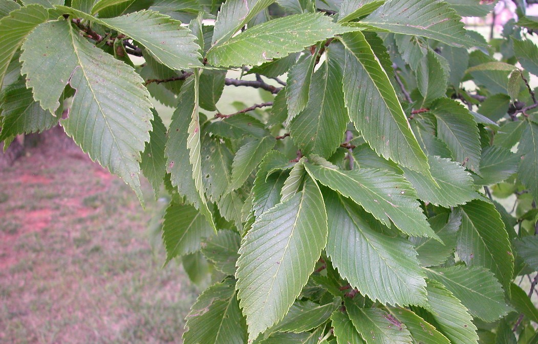 red%20elm%20leaf%201.jpg